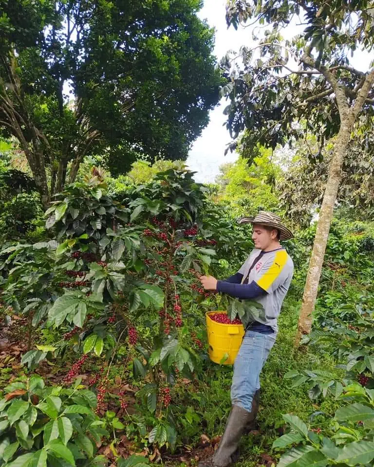 Steven hace parte de los nuevos empresarios del café de especialidad en Colombia que vinculan la tradición de muchas generaciones campesinas con nuevas técnicas y formas de cultivos y cuidados de los suelos y territorios aledaños. 